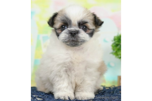 成約済の千葉県のミックス犬-226444の2枚目